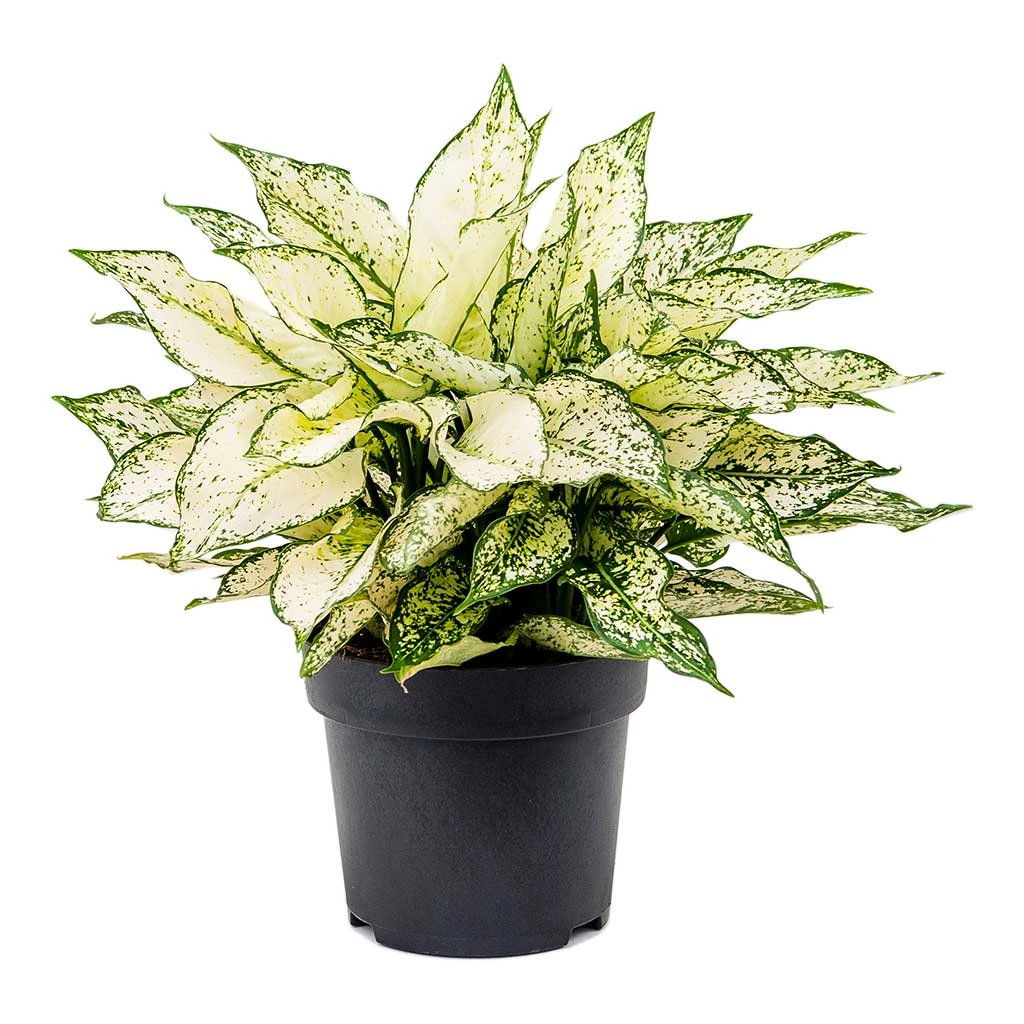 Aglaonema Kiwi - Chinese Evergreen 10 Aglaonema Kiwi - Chinese Evergreen - Image 8