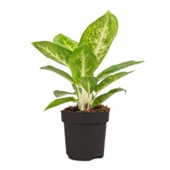 Aglaonema Lemon Mint - Chinese Evergreen 16 Aglaonema Lemon Mint - Chinese Evergreen -Plant Promotion Store Aglaonema Lemon Mint 12cm