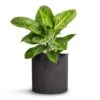 Aglaonema Lemon Mint - Chinese Evergreen -Plant Promotion Store Aglaonema Lemon Mint 12cm Puk Plant Pot Black Washed 15x15cm