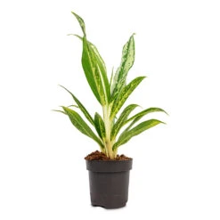 Aglaonema Lemon Mint - Chinese Evergreen 21 Aglaonema Lemon Mint - Chinese Evergreen -Plant Promotion Store Aglaonema Lemon Mint Chinese Evergreen 12x40cm