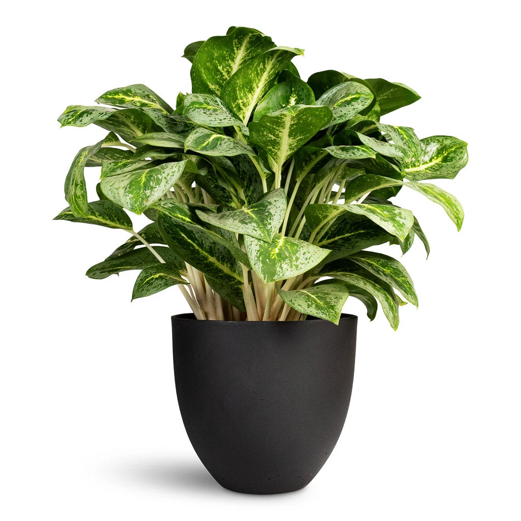 Aglaonema Lemon Mint - Chinese Evergreen 4 Aglaonema Lemon Mint - Chinese Evergreen - Image 2