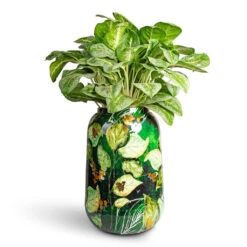 Aglaonema Lemon Mint - Chinese Evergreen 20 Aglaonema Lemon Mint - Chinese Evergreen -Plant Promotion Store Aglaonema Lemon Mint Chinese Evergreen 19x50cm Lammie Planter Bee Green 30x42cm