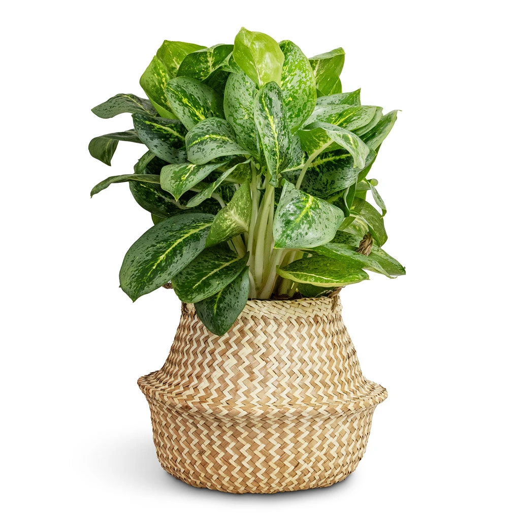 Aglaonema Lemon Mint - Chinese Evergreen 7 Aglaonema Lemon Mint - Chinese Evergreen - Image 5