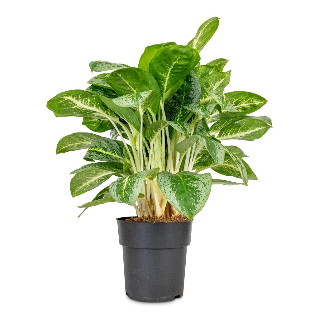 Aglaonema Lemon Mint - Chinese Evergreen 8 Aglaonema Lemon Mint - Chinese Evergreen - Image 6