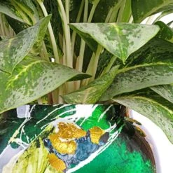 Aglaonema Lemon Mint - Chinese Evergreen 22 Aglaonema Lemon Mint - Chinese Evergreen -Plant Promotion Store Aglaonema Lemon Mint Chinese Evergreen Lammie Planter Bee Green DETAIL