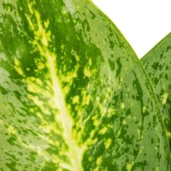 Aglaonema Lemon Mint - Chinese Evergreen 15 Aglaonema Lemon Mint - Chinese Evergreen -Plant Promotion Store Aglaonema Lemon Mint SWATCH 2