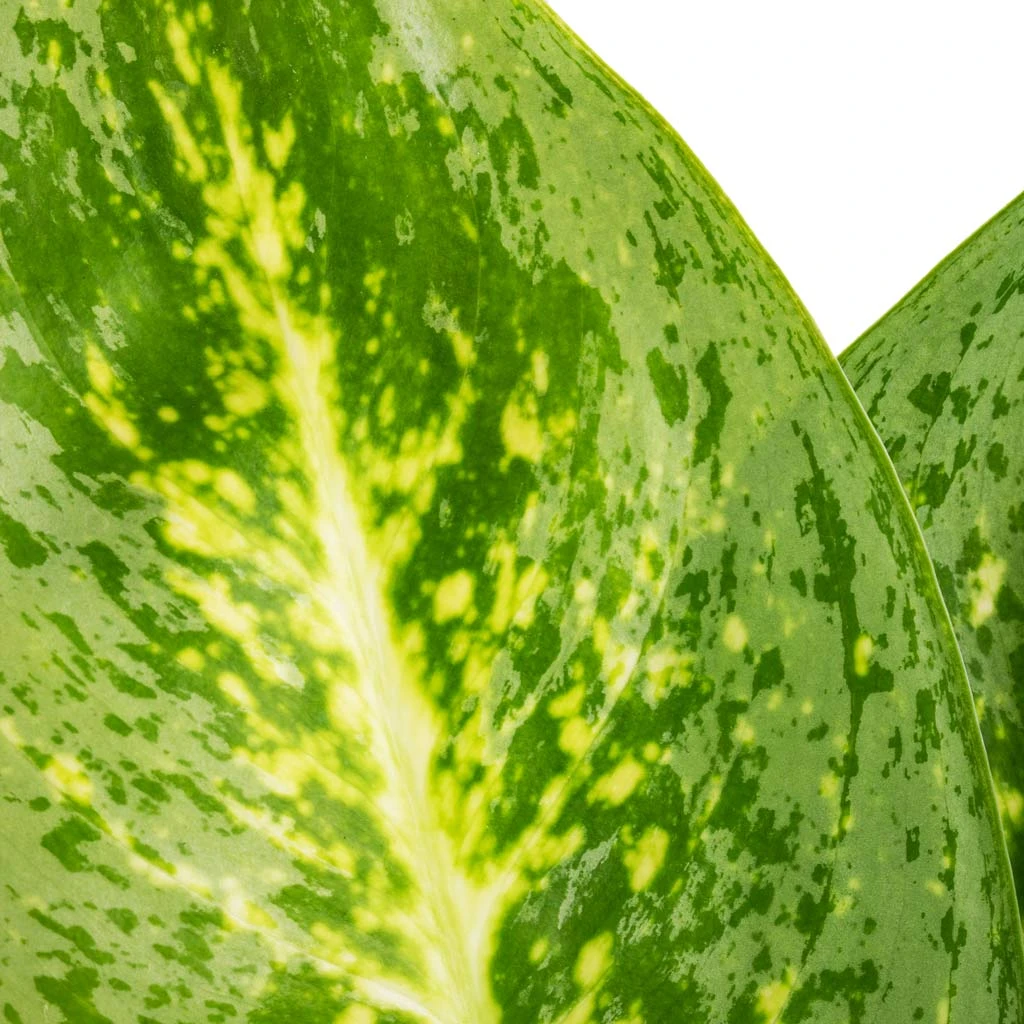 Aglaonema Lemon Mint - Chinese Evergreen 5 Aglaonema Lemon Mint - Chinese Evergreen - Image 3