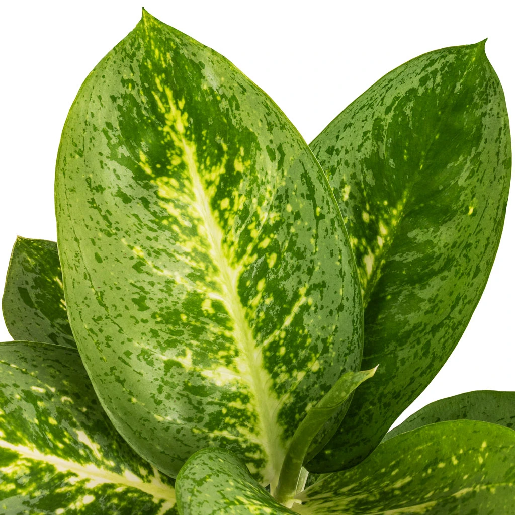 Aglaonema Lemon Mint - Chinese Evergreen 9 Aglaonema Lemon Mint - Chinese Evergreen - Image 7