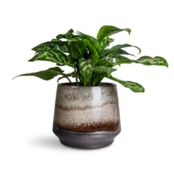 Aglaonema Maria - Chinese Evergreen 19 Aglaonema Maria - Chinese Evergreen -Plant Promotion Store Aglaonema Maria 17x50cm Noaz Pot Coffee 22x19cm.jpg bak