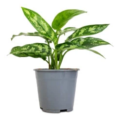 Aglaonema Maria - Chinese Evergreen 28 Aglaonema Maria - Chinese Evergreen -Plant Promotion Store Aglaonema Maria Chinese Evergreen 14x30cm 2