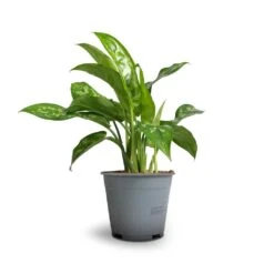 Aglaonema Maria - Chinese Evergreen 21 Aglaonema Maria - Chinese Evergreen -Plant Promotion Store Aglaonema Maria Chinese Evergreen 14x30cm
