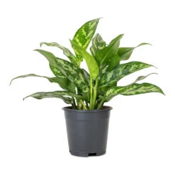 Aglaonema Maria - Chinese Evergreen 29 Aglaonema Maria - Chinese Evergreen -Plant Promotion Store Aglaonema Maria Chinese Evergreen 14x30cm 3