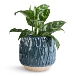 Arles Leaf Plant Pot - Teal 12 Arles Leaf Plant Pot - Teal -Plant Promotion Store Aglaonema Maria Chinese Evergreen 14x30cm Arles Leaf Plant Pot Teal 17x17cm 643a6b17 5788 437a a90e d34410037c32