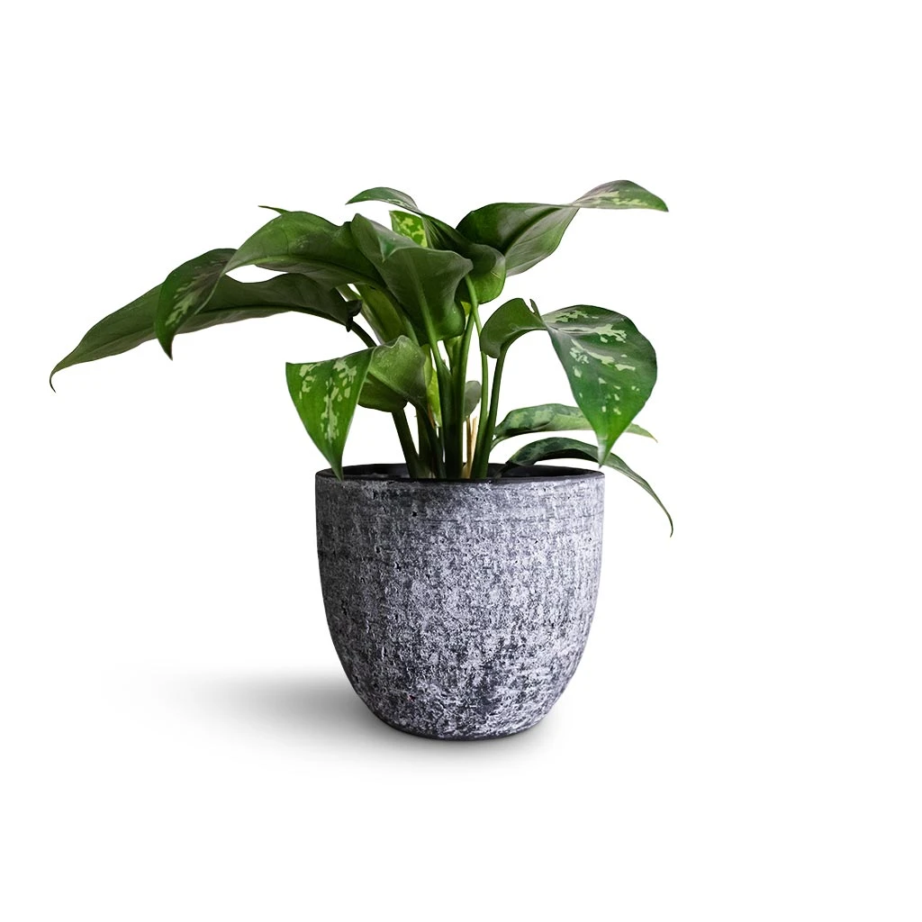 Cas Plant Pot - Anthracite 13 Cas Plant Pot - Anthracite - Image 11
