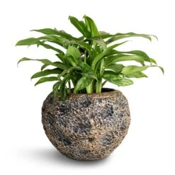 Aglaonema Maria - Chinese Evergreen 20 Aglaonema Maria - Chinese Evergreen -Plant Promotion Store Aglaonema Maria Chinese Evergreen 17x50cm Luxe Lite Moon Globe Planter Bronze 28x20cm 22870578 9e06 49ea 9ba6 9c06c4197501