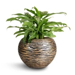 Aglaonema Maria - Chinese Evergreen 26 Aglaonema Maria - Chinese Evergreen -Plant Promotion Store Aglaonema Maria Chinese Evergreen 17x50cm Luxe Lite Wrinkle Globe Planter Bronze 28x20cm 96923968 2124 4628 8c2a 24b6f346668f