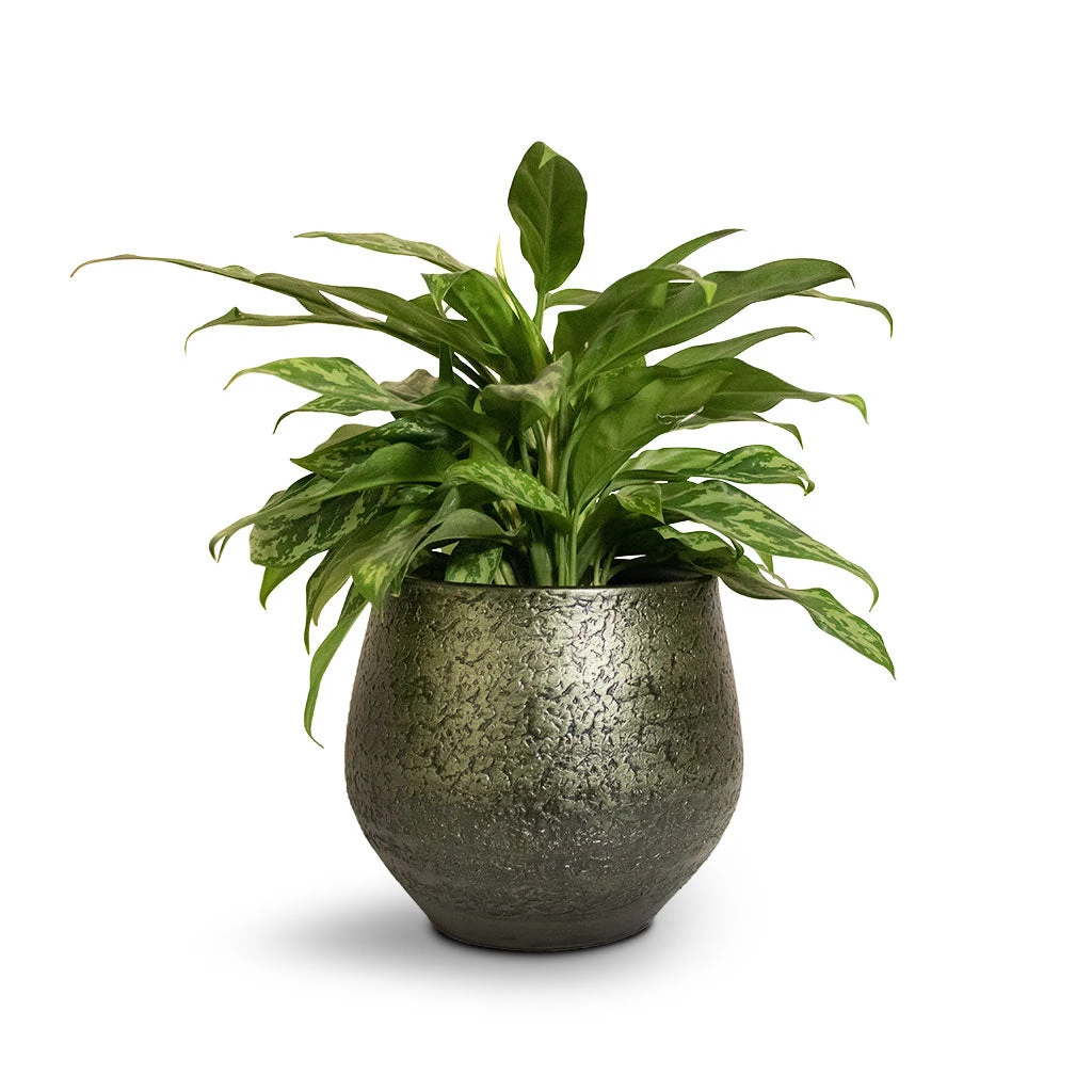 Noor Plant Pot - Velvet Green 4 Noor Plant Pot - Velvet Green - Image 2