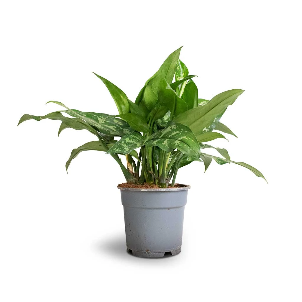 Aglaonema Maria - Chinese Evergreen 11 Aglaonema Maria - Chinese Evergreen - Image 9