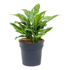 Aglaonema Maria - Chinese Evergreen 27 Aglaonema Maria - Chinese Evergreen -Plant Promotion Store Aglaonema Maria Chinese Evergreen 19cm