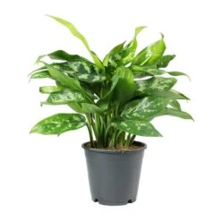 Aglaonema Maria - Chinese Evergreen 23 Aglaonema Maria - Chinese Evergreen -Plant Promotion Store Aglaonema Maria Chinese Evergreen