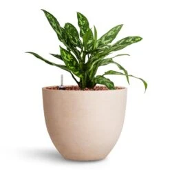 Aglaonema Maria - Chinese Evergreen - HydroCare 8 Aglaonema Maria - Chinese Evergreen - HydroCare -Plant Promotion Store Aglaonema Maria Chinese Evergreen HydroCare Coral Refined Planter Natural White