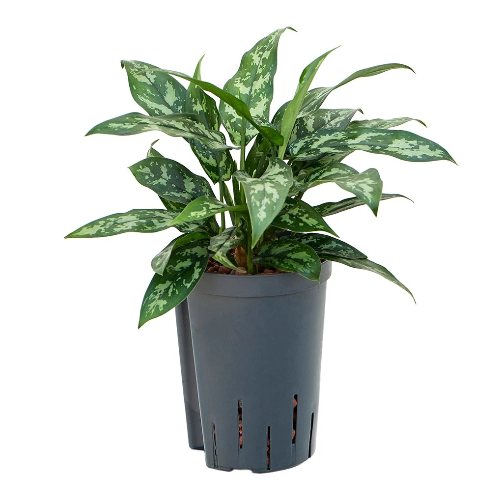 Aglaonema Maria - Chinese Evergreen - HydroCare 3 Aglaonema Maria - Chinese Evergreen - HydroCare