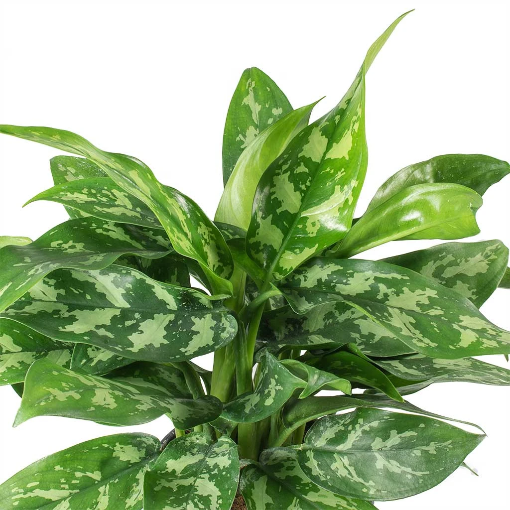 Aglaonema Maria - Chinese Evergreen 4 Aglaonema Maria - Chinese Evergreen - Image 2