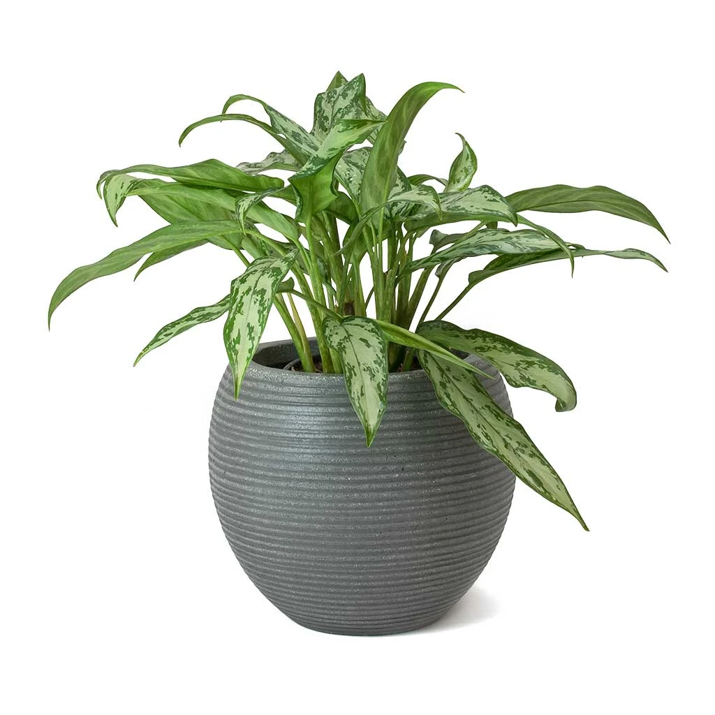 Abby Ridged Plant Pot - Dark Grey 7 Abby Ridged Plant Pot - Dark Grey - Image 5