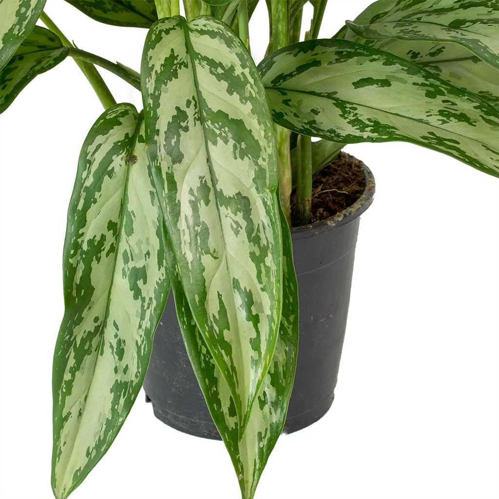 Aglaonema Silver Queen - Chinese Evergreen 10 Aglaonema Silver Queen - Chinese Evergreen - Image 8