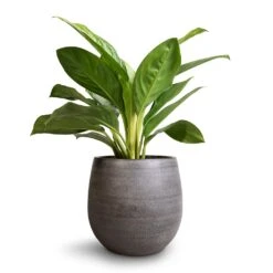 Aglaonema Silver Bay - Chinese Evergreen 15 Aglaonema Silver Bay - Chinese Evergreen -Plant Promotion Store Aglaonema Silver Bay Chinese Evergreen 14x45cm Esra Plant Pot Mystic Grey 22x20cm