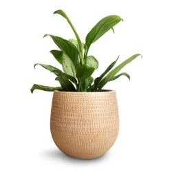 Ryan Plant Pot - Sand Gold -Plant Promotion Store Aglaonema Silver Bay Chinese Evergreen 14x45cm Ryan Plant Pot Sand Gold 18x16cm 9d7c89f6 d152 4741 aed3 f62db408cb77