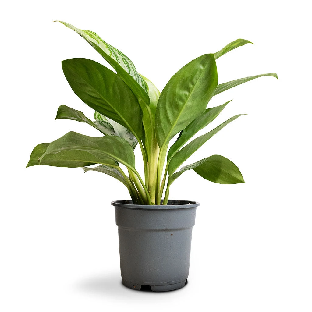 Aglaonema Silver Bay - Chinese Evergreen 5 Aglaonema Silver Bay - Chinese Evergreen - Image 3