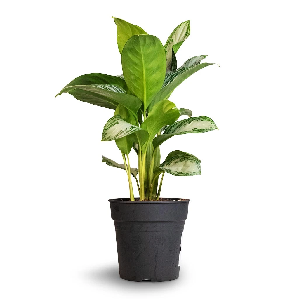 Aglaonema Silver Bay - Chinese Evergreen 10 Aglaonema Silver Bay - Chinese Evergreen - Image 8