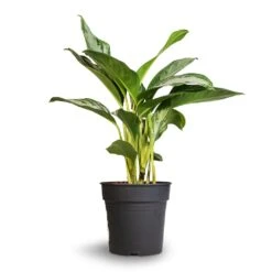 Aglaonema Silver Bay - Chinese Evergreen 18 Aglaonema Silver Bay - Chinese Evergreen -Plant Promotion Store Aglaonema Silver Bay Chinese Evergreen 24x65cm 2