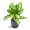 Aglaonema Silver Bay - Chinese Evergreen - HydroCare -Plant Promotion Store Aglaonema Silver Bay Chinese Evergreen Hydroculture 22 19x50cm