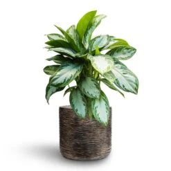 Luxe Lite Wrinkle Cylinder Planter - Bronze 26 Luxe Lite Wrinkle Cylinder Planter - Bronze -Plant Promotion Store Aglaonema Silver Bay Chinese Evergreen Hydroculture Luxe Lite Wrinkle Cylinder Planter Bronze