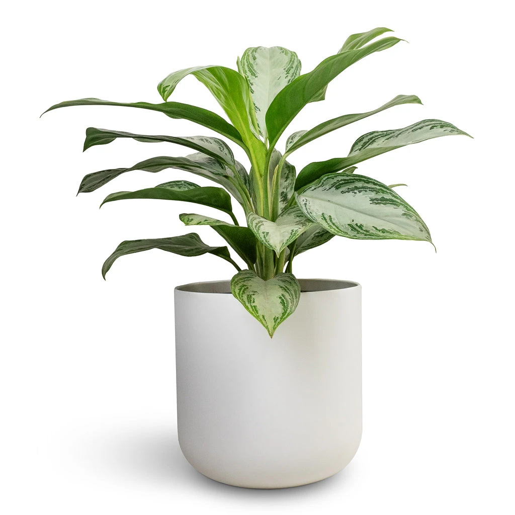 Aglaonema Silver Bay - Chinese Evergreen 3 Aglaonema Silver Bay - Chinese Evergreen