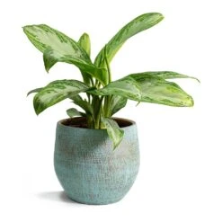 Aglaonema Silver Bay - Chinese Evergreen 20 Aglaonema Silver Bay - Chinese Evergreen -Plant Promotion Store Aglaonema Silver Bay Chinese Evergreen Ryan Plant Pot Blue Gold