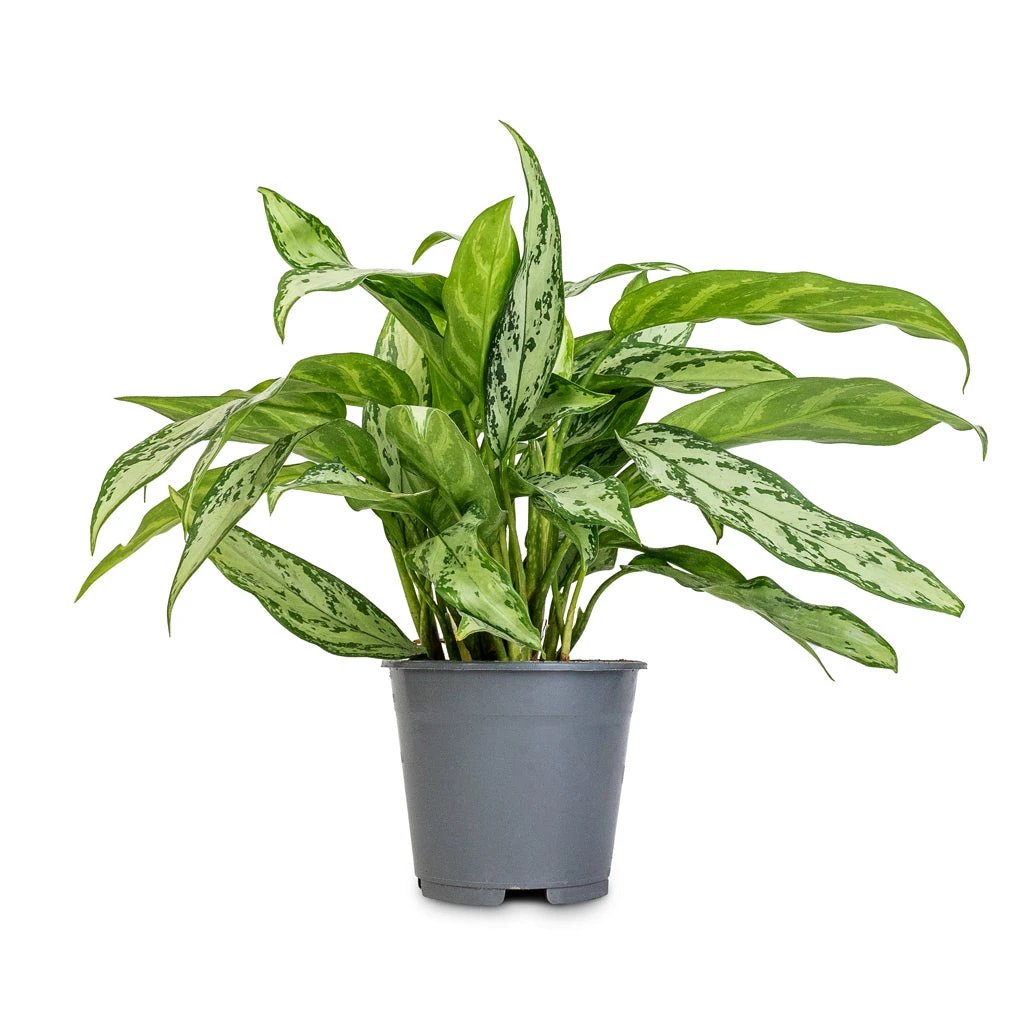 Aglaonema Silver Queen - Chinese Evergreen 5 Aglaonema Silver Queen - Chinese Evergreen - Image 3