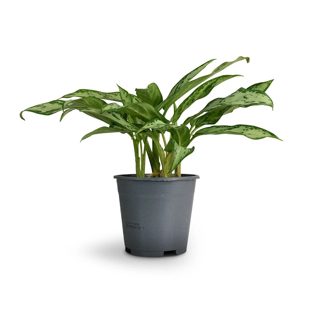 Aglaonema Silver Queen - Chinese Evergreen 13 Aglaonema Silver Queen - Chinese Evergreen - Image 11