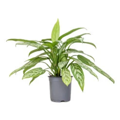 Aglaonema Silver Queen - Chinese Evergreen 23 Aglaonema Silver Queen - Chinese Evergreen -Plant Promotion Store Aglaonema Silver Queen Chinese Evergreen 17x60cm 2