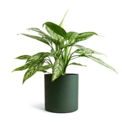 Aglaonema Silver Queen - Chinese Evergreen 26 Aglaonema Silver Queen - Chinese Evergreen -Plant Promotion Store Aglaonema Silver Queen Chinese Evergreen 17x60cm Puk Refined Planter Pine Green 20x20cm
