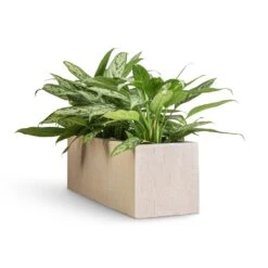 Aglaonema Silver Queen - Chinese Evergreen 25 Aglaonema Silver Queen - Chinese Evergreen -Plant Promotion Store Aglaonema Silver Queen Chinese Evergreen 17x60cm Raindrop Trough Planter Stone 70x23x23cm
