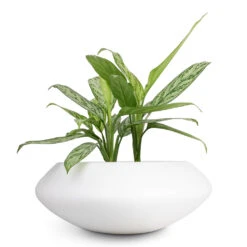 Aglaonema Silver Queen - Chinese Evergreen 20 Aglaonema Silver Queen - Chinese Evergreen -Plant Promotion Store Aglaonema Silver Queen Chinese Evergreen 17x60cm Tara Essentials Bowl Planter Matt White 31x12cm