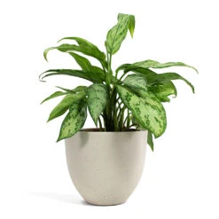 Aglaonema Silver Queen - Chinese Evergreen 30 Aglaonema Silver Queen - Chinese Evergreen -Plant Promotion Store Aglaonema Silver Queen Chinese Evergreen Coral Refined Planter Natural White a6ce56f0 a0ee 4e36 9c90 e677039b32e9