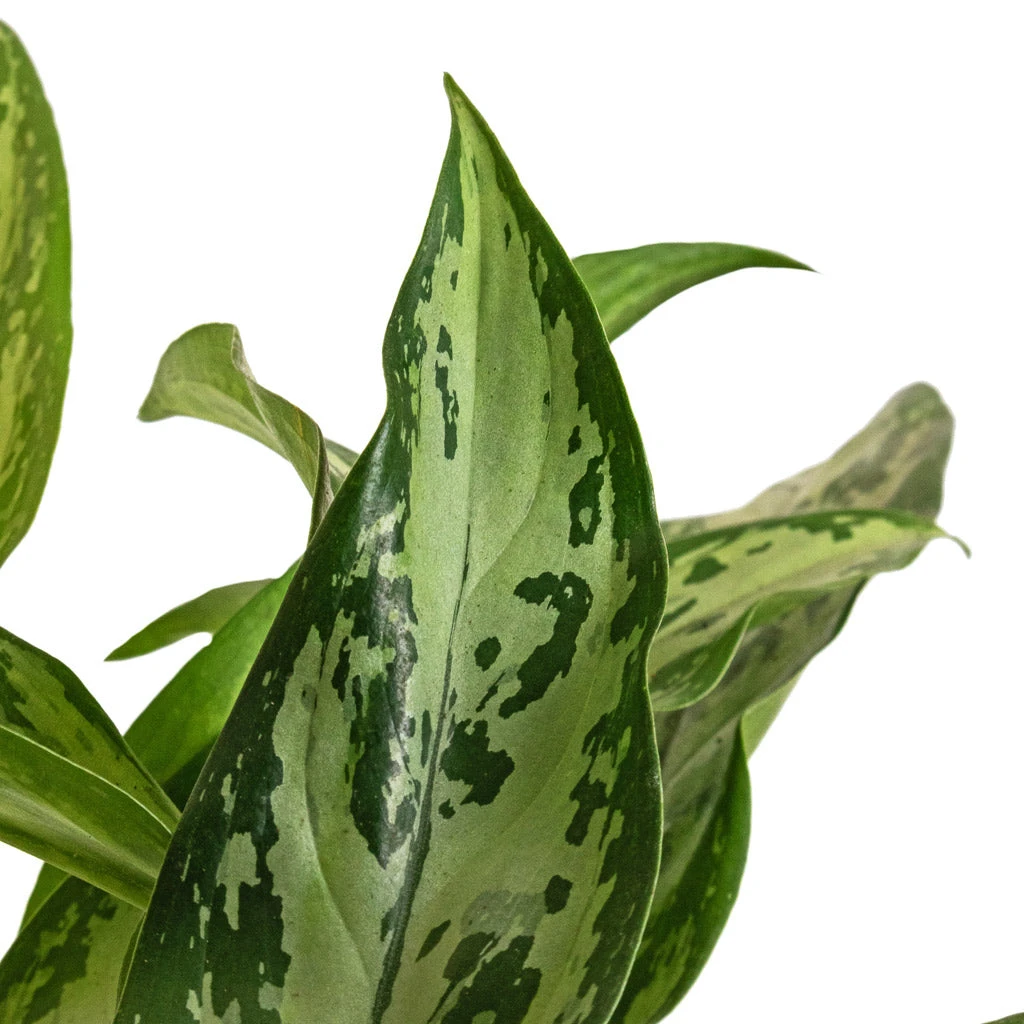 Aglaonema Silver Queen - Chinese Evergreen 7 Aglaonema Silver Queen - Chinese Evergreen - Image 5