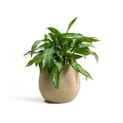 Ryan Plant Pot - Sand Gold -Plant Promotion Store Aglaonema Silver Queen Chinese Evergreen Ryan Plant Pot Sand Gold