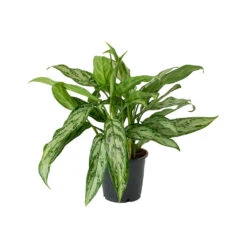 Aglaonema Silver Queen - Chinese Evergreen 29 Aglaonema Silver Queen - Chinese Evergreen -Plant Promotion Store Aglaonema Silver Queen Chinese Evergreen Small