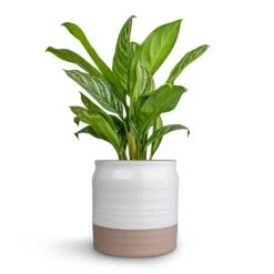 Puro Ripple Plant Pot - White 13 Puro Ripple Plant Pot - White -Plant Promotion Store Aglaonema Stripes Chinese Evergreen 17x55cm Puro Ripple Plant Pot White 21x19cm