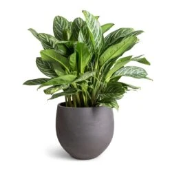 Mini Orb Kevan Plant Pot - Black Washed -Plant Promotion Store Aglaonema Stripes Chinese Evergreen 30x80cm Mini Orb Kevan Plant Pot Black Washed 39x35cm fae8348e e067 44c4 a8e0 73ac5d9ecf65